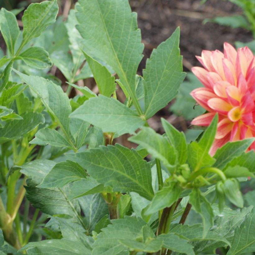 Dahlia décoratif Crazy Legs (Foliage)