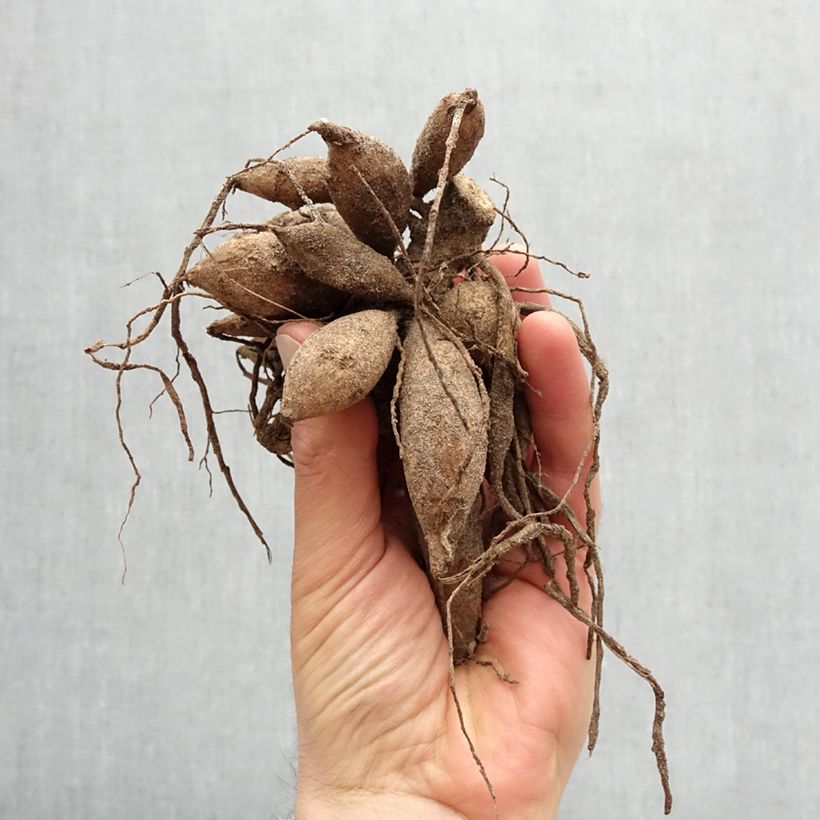 Example of Dahlia décoratif Crazy Legs Bulbe calibre I as you get in printemps