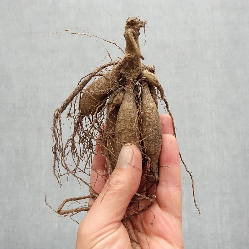 Example of Dahlia décoratif Féline Yvonne Bulbe calibre I as you get in printemps