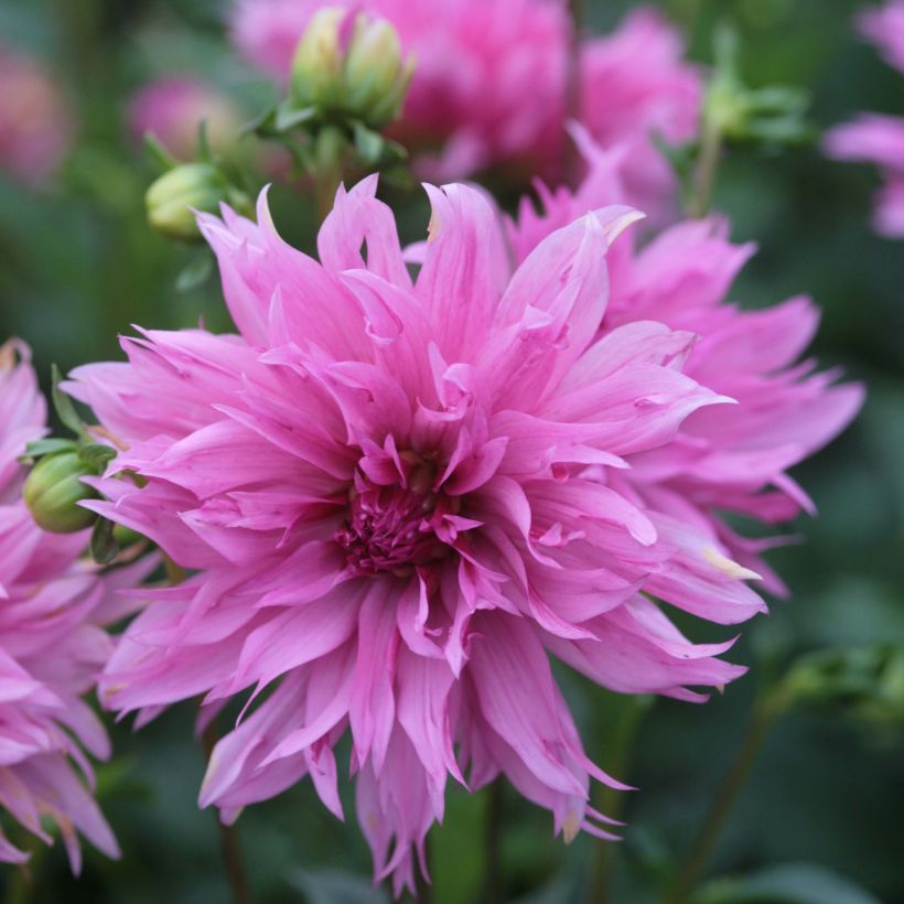 Dahlia décoratif Frizzle Sizzle (Flowering)