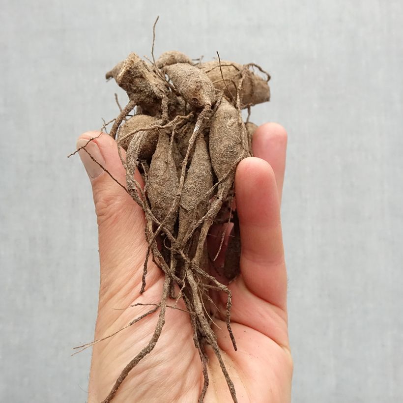 Spécimen de Dahlia décoratif  Luka Johanna Bulbe calibre I tel que livré au printemps