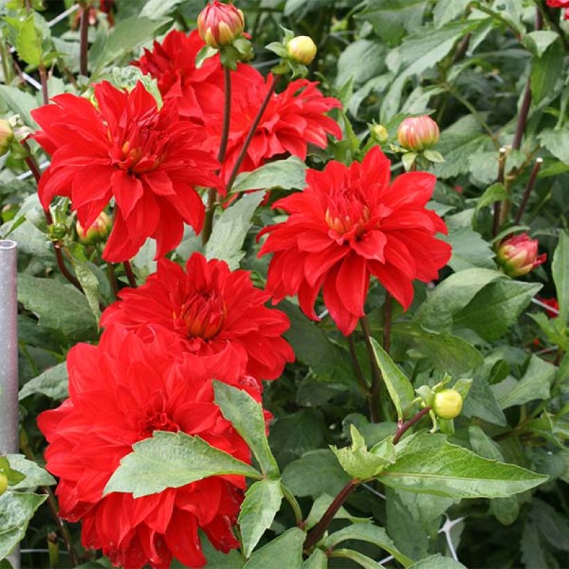 Dahlia géant Barbarossa (Flowering)