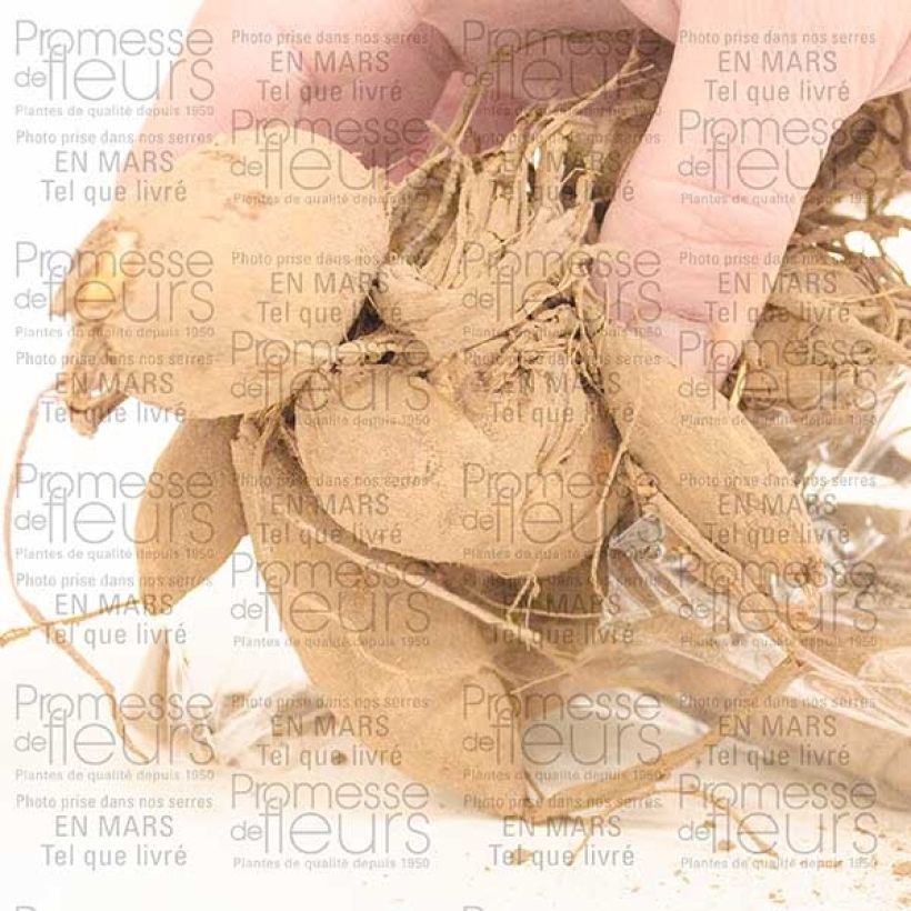 Example of Dahlia géant Café Au Lait Bulbe calibre I as you get