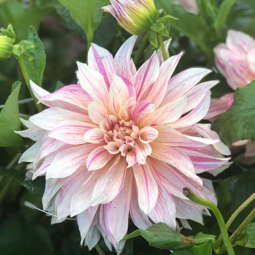 Dahlia géant Café au Lait Twist (Flowering)