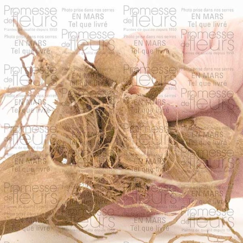 Example of Dahlia géant Emory Paul Bulbe calibre I as you get