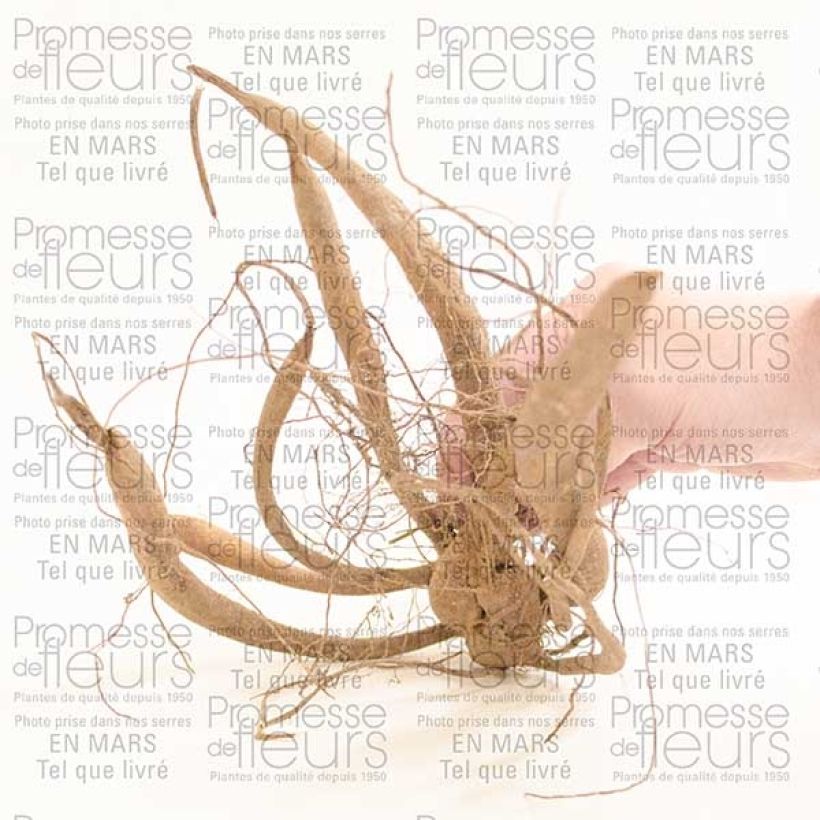 Example of Dahlia imperialis - Dahlia impérial Bulbe calibre I as you get