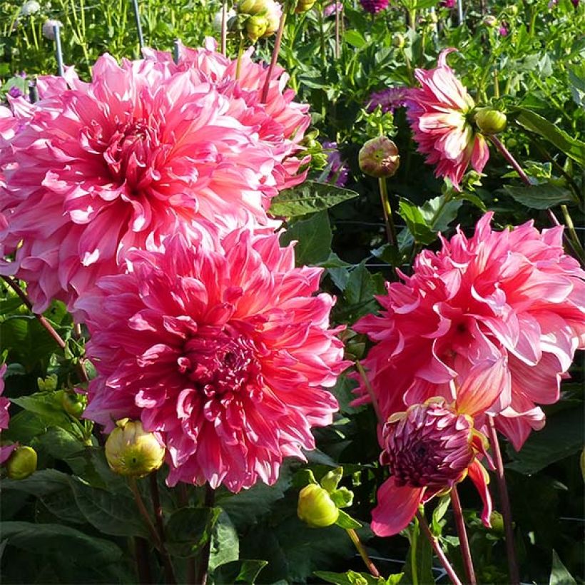 Dahlia géant Islander (Flowering)