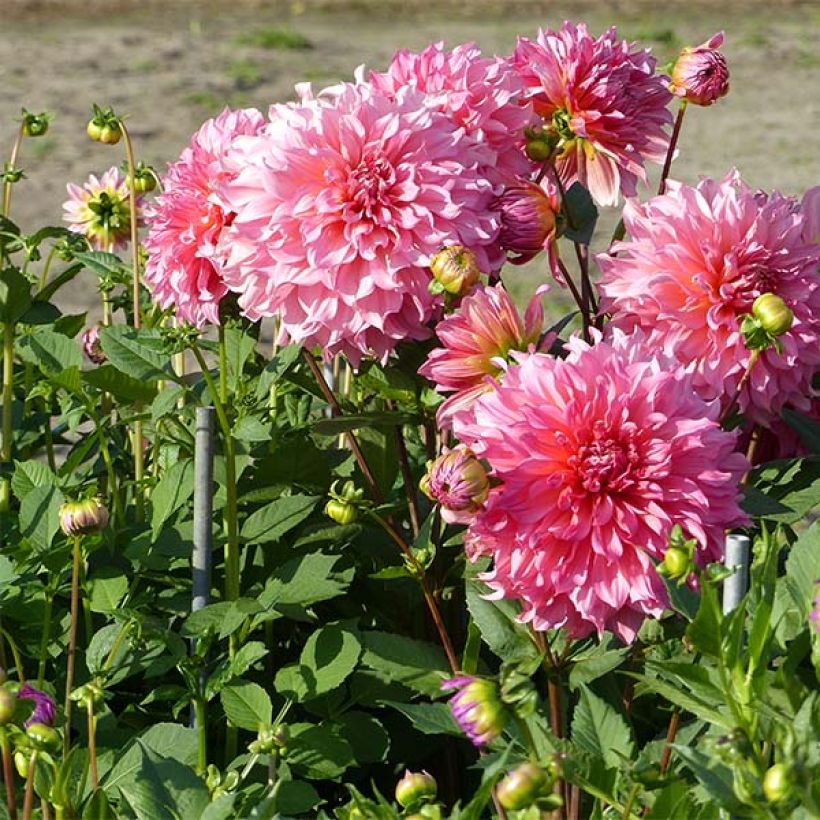 Dahlia géant Islander (Plant habit)