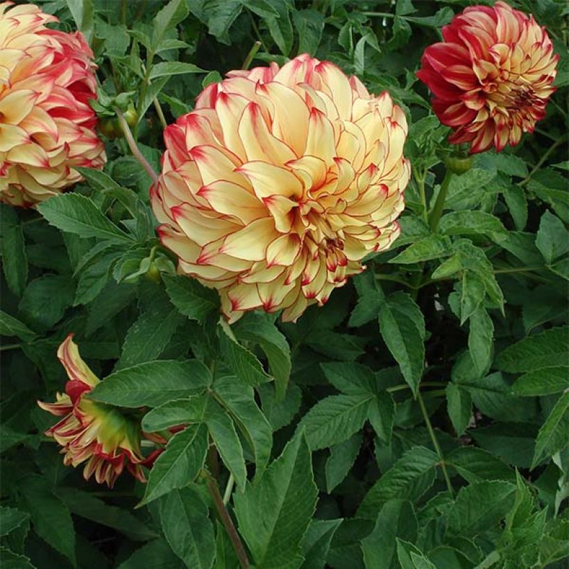 Dahlia géant Lady Darlene (Plant habit)