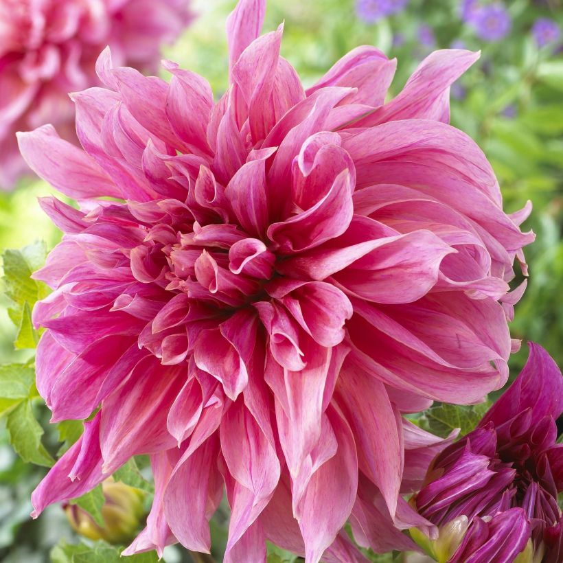 Dahlia Géant Maki (Flowering)