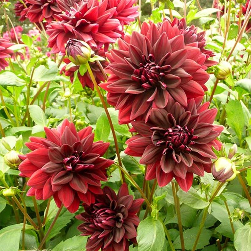 Dahlia géant Sam Hopkins (Flowering)