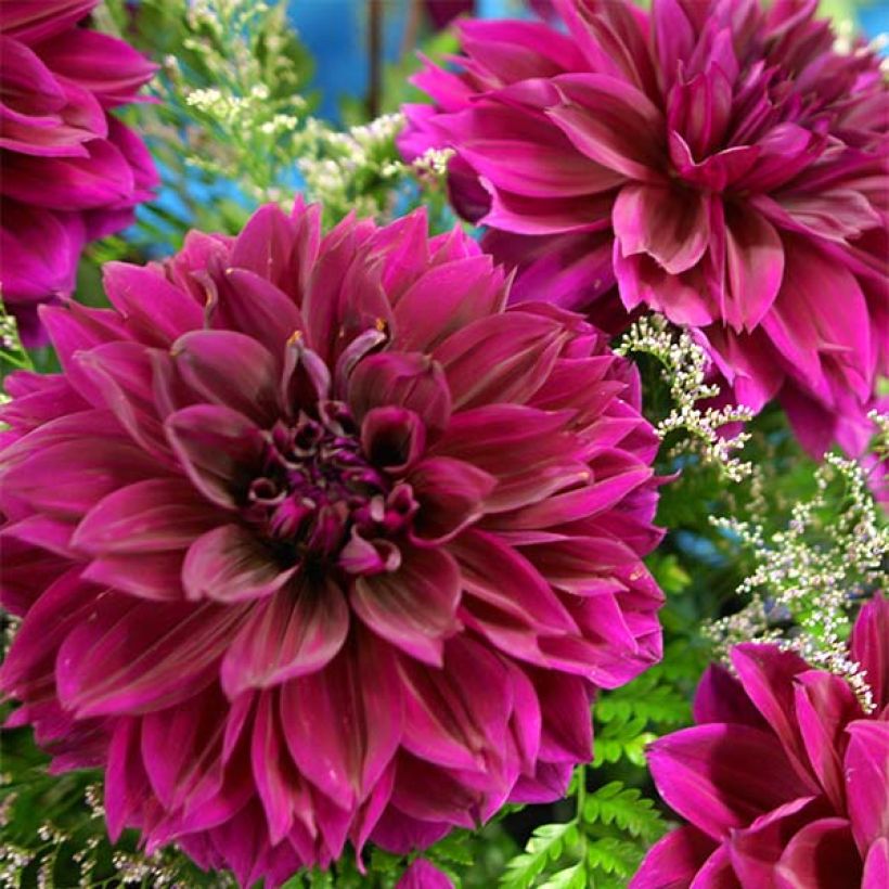 Dahlia géant Thomas Edison (Flowering)