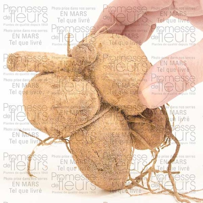 Exemple de spécimen de Dahlia Giraffe Bulbe tel que livré