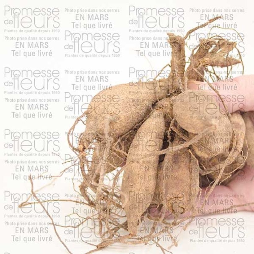 Example of Dahlia Happy Single Juliet Bulbe calibre I as you get