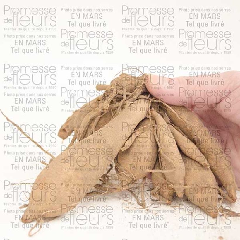 Example of Dahlia Happy Single Party Bulbe calibre I as you get