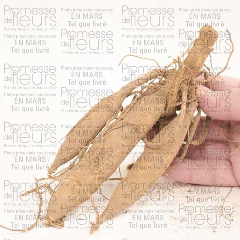 Example of Dahlia Happy Single Princess Bulbe calibre I as you get