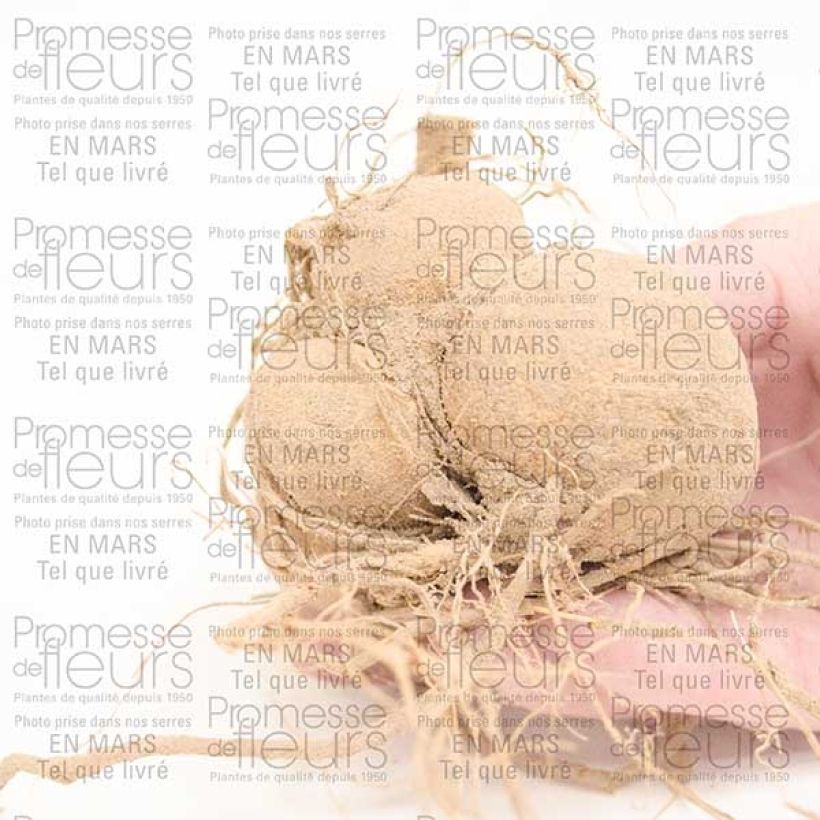 Example of Dahlia Happy Single Romeo Bulbe calibre I as you get