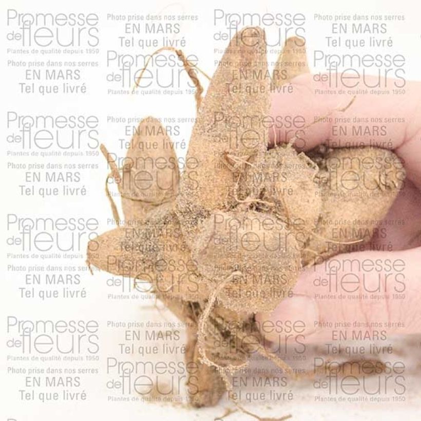 Example of Dahlia anémone Honey Bulbe calibre I as you get