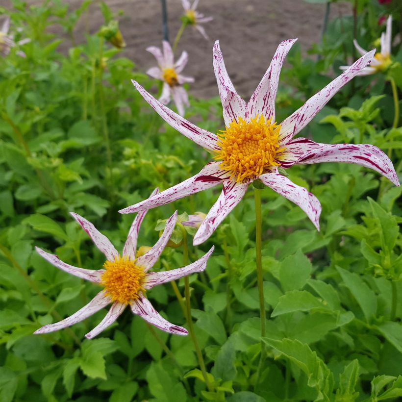 Dahlia Honka Destiny's Teacher  (Flowering)