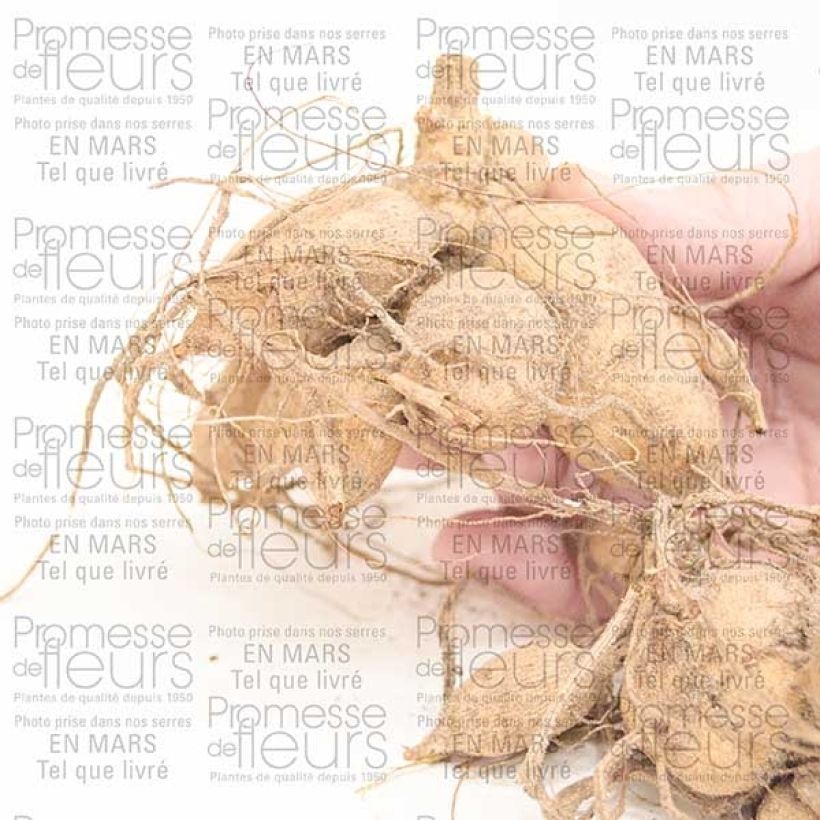 Exemple de spécimen de Dahlia Honka Tahoma Moonshot Bulbe tel que livré