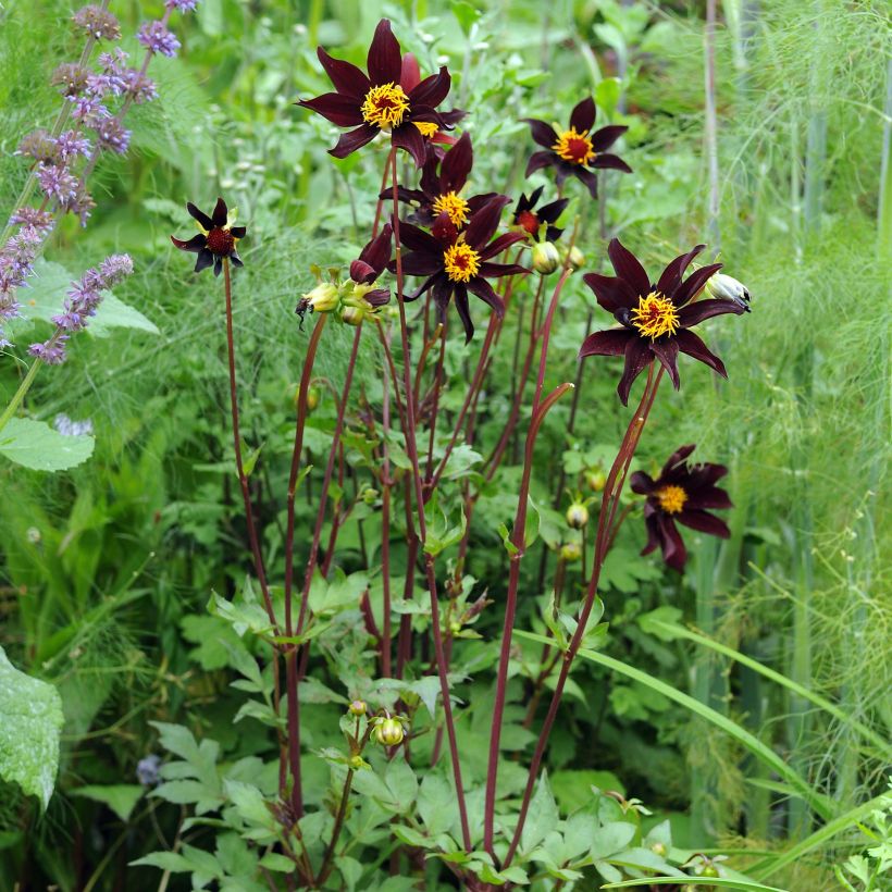 Dahlia Honka Verrone's Obsidian (Plant habit)