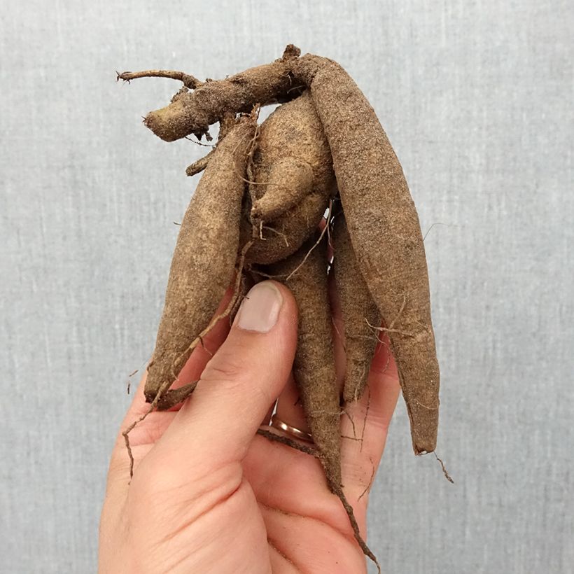 Example of Dahlia Mini Balle Maroon Fox Bulbe calibre I as you get in printemps