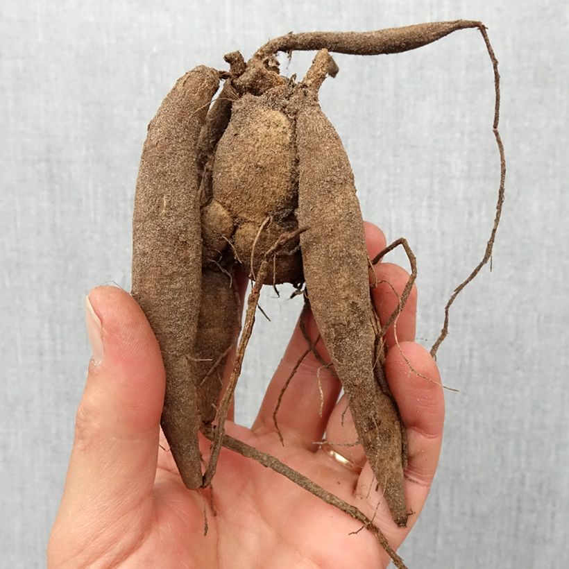 Example of Dahlia Mini-Balles Babette Bulbe calibre I as you get in printemps