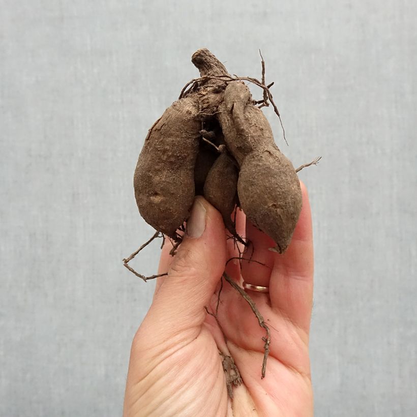 Example of Dahlia nain décoratif Berliner Lemon Bulbe calibre I as you get in printemps