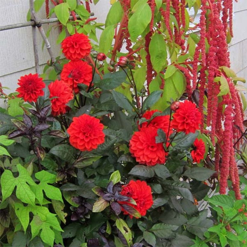 Dahlia nain Ellen Houston  (Plant habit)