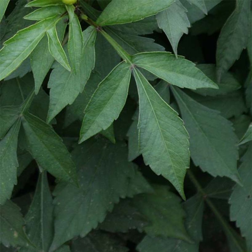 Dahlia nain Gallery Art Deco (Foliage)