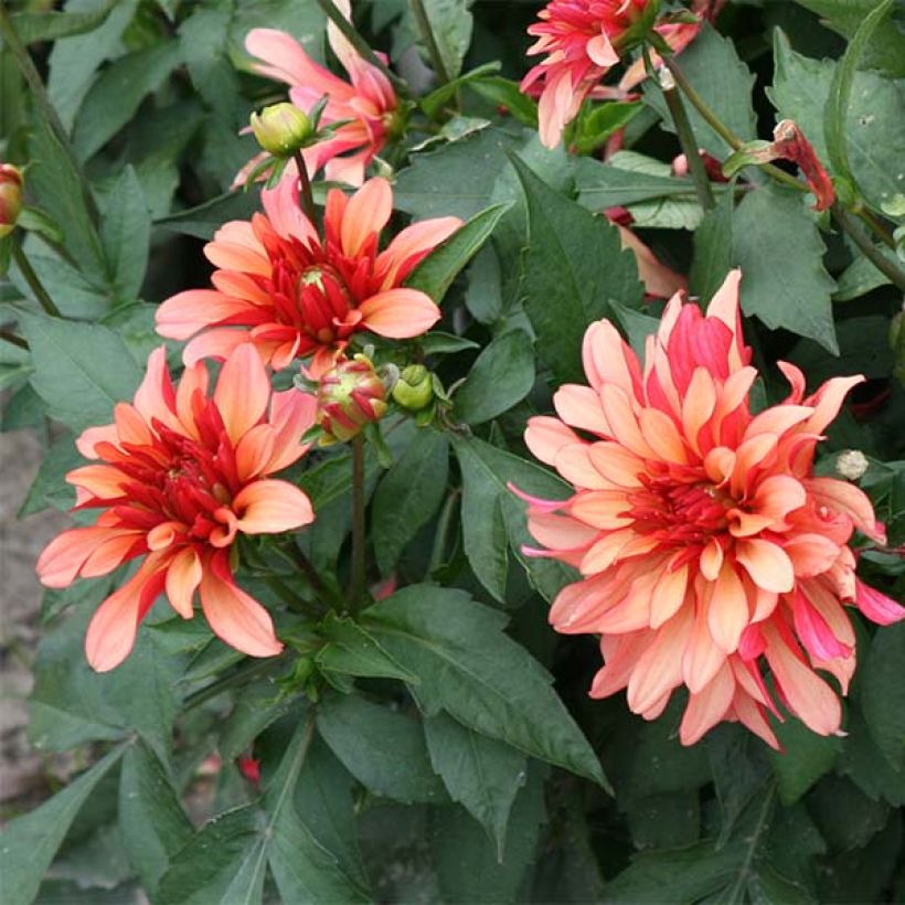 Dahlia nain Gallery Art Deco (Flowering)