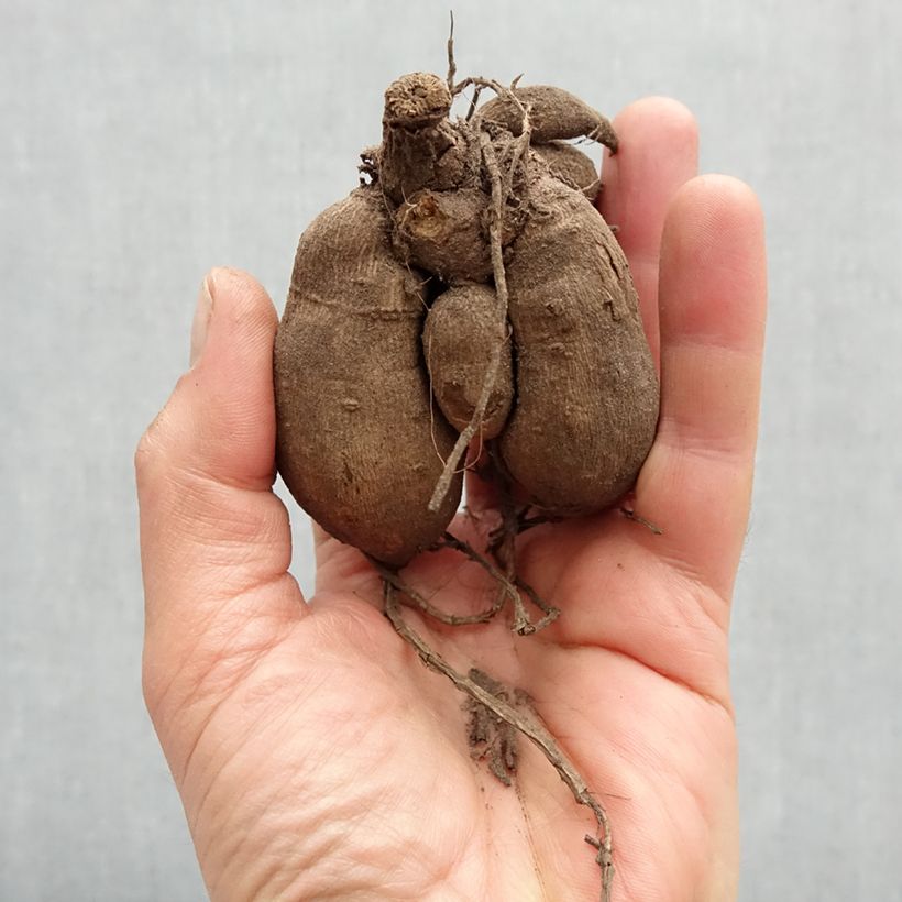 Example of Dahlia nain Gallery Sisley Bulbe as you get in printemps