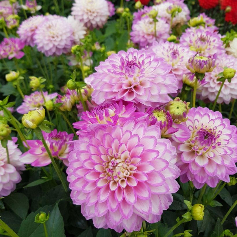 Dahlia nain Melody Dixie (Flowering)