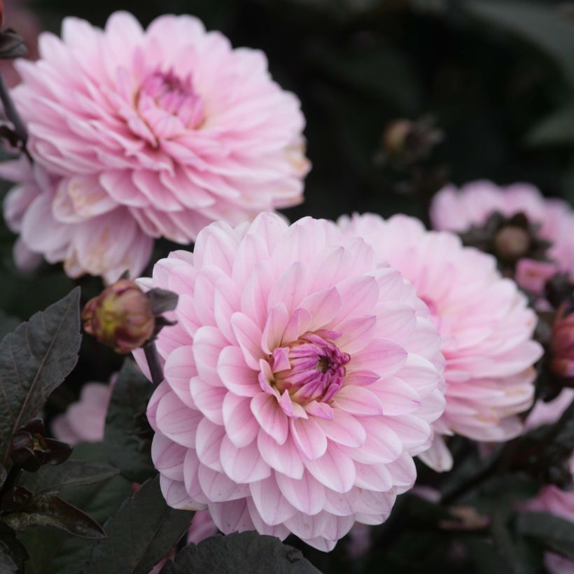 Dahlia nain Melody Harmony (Flowering)