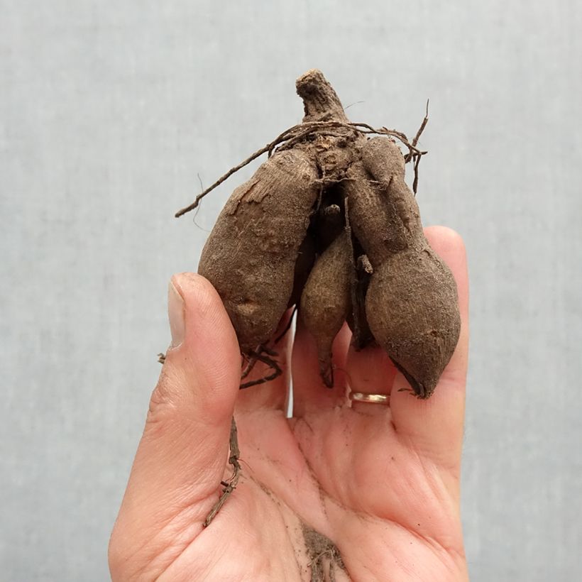 Example of Dahlia nain Taxi Driver  Bulbe calibre I as you get in printemps