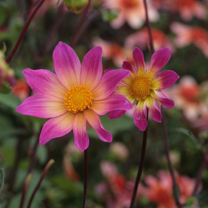 Dahlia paysage Bright Eyes (Flowering)