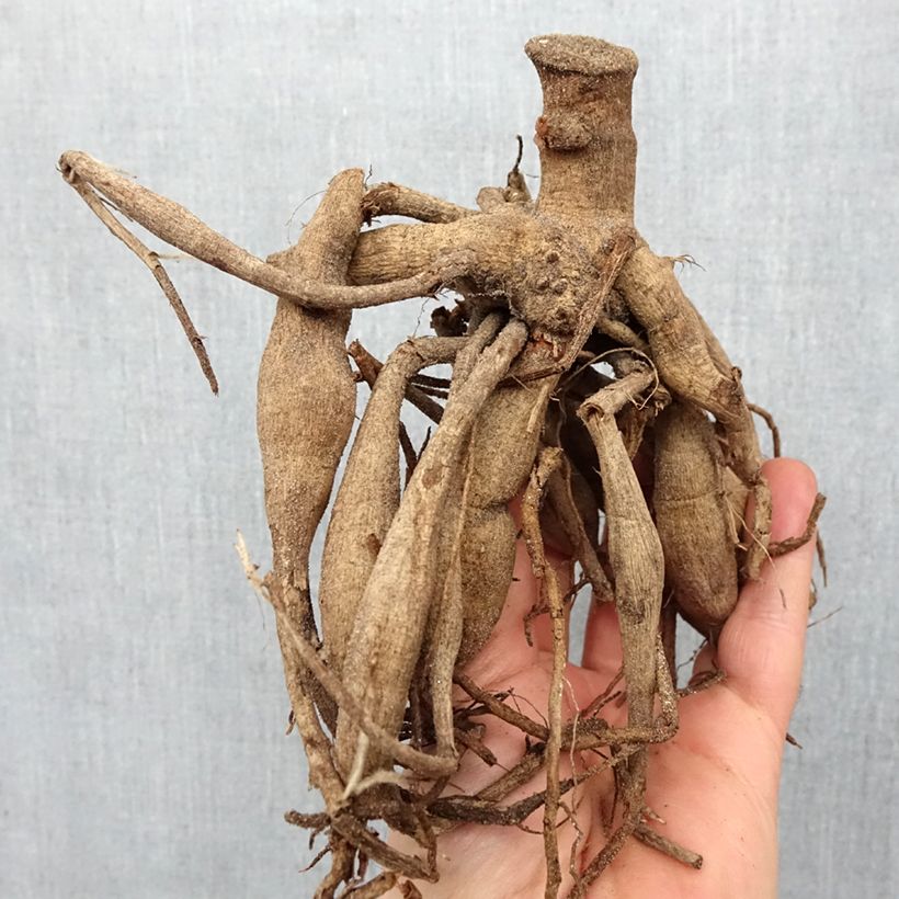 Example of Dahlia paysage Bright Eyes Bulbe calibre I as you get in printemps