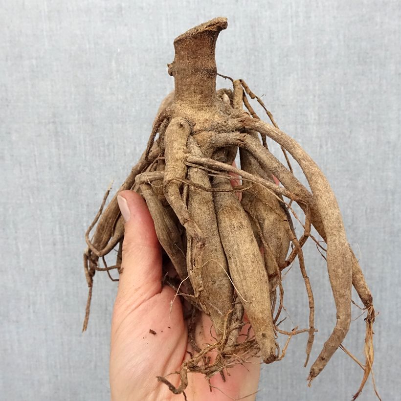 Example of Dahlia paysage Flaming Emperor Bulbe calibre I as you get in printemps