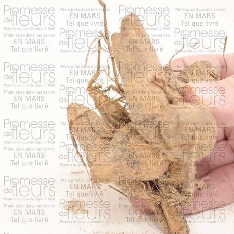 Example of Dahlia camélia Perle d'Heemstede Bulbe as you get