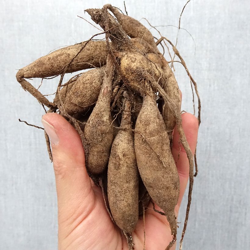 Example of Dahlia pompon Salsa Bulbe calibre I as you get in printemps