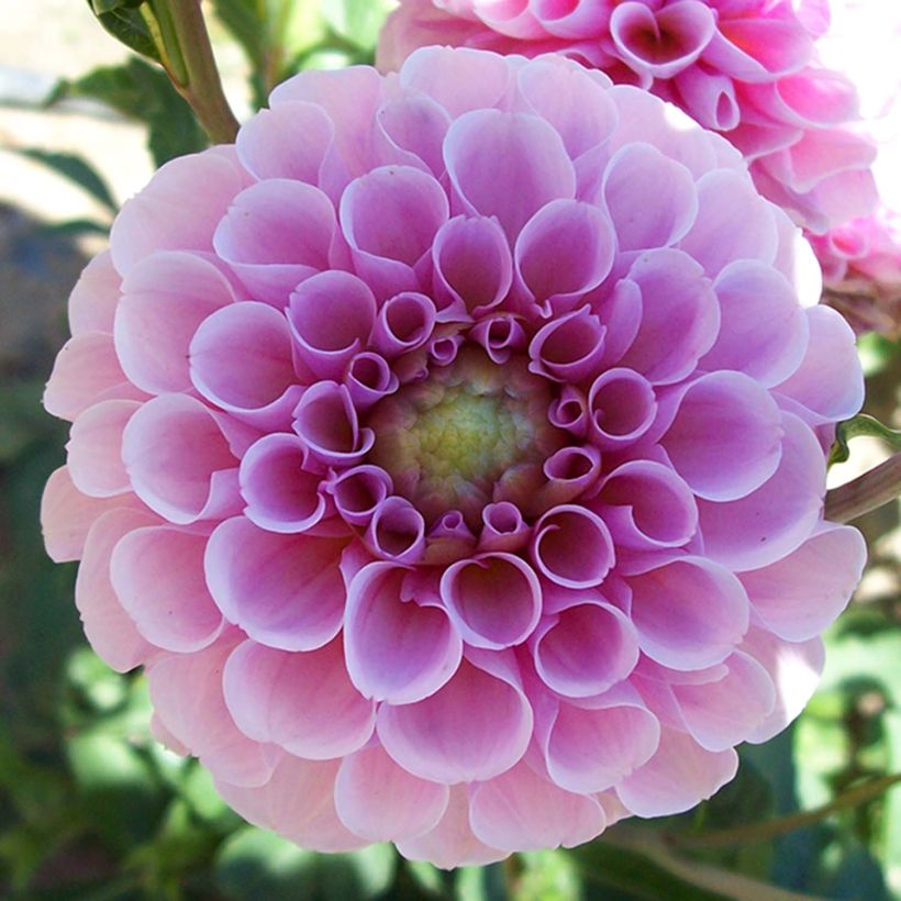 Dahlia Pompon Stolze von Berlin (Flowering)