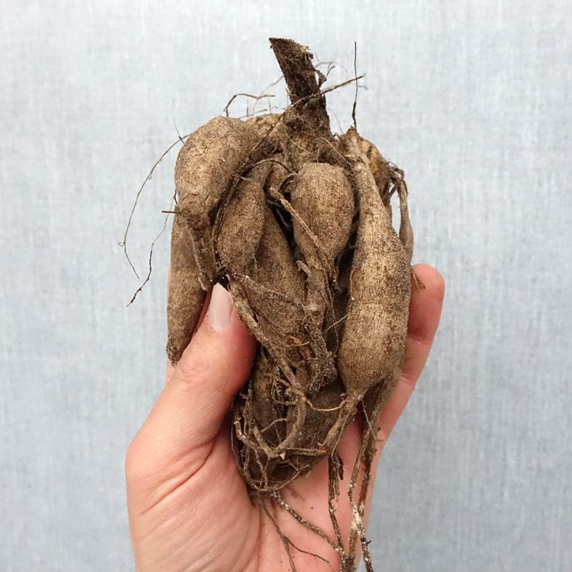 Example of Dahlia Pompon Stolze von Berlin Bulbe calibre I as you get in printemps