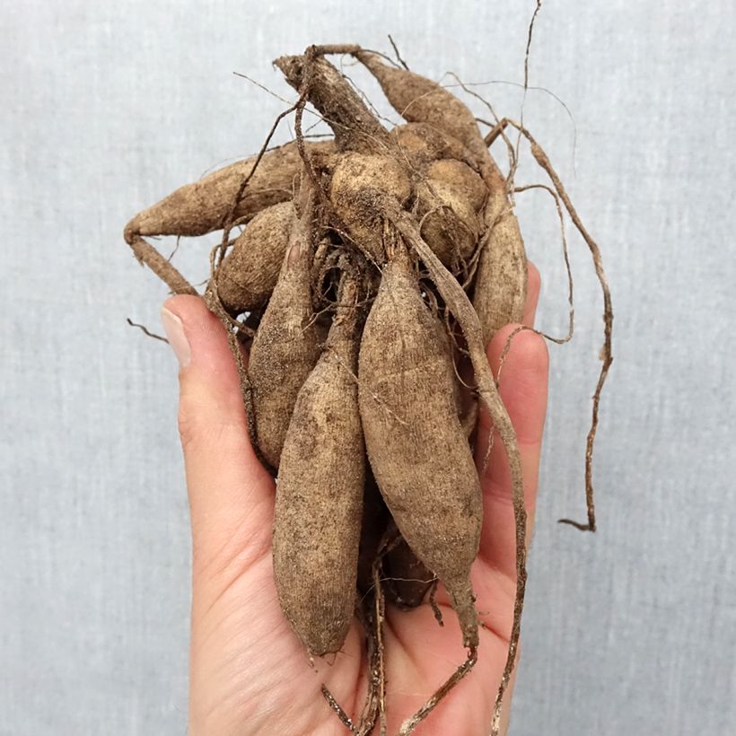 Example of Dahlia pompon Sunny Boy Bulbe calibre I as you get in printemps