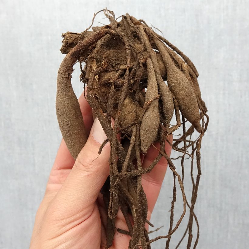 Example of Dahlia semi cactus Kiev Bulbe calibre I as you get in printemps