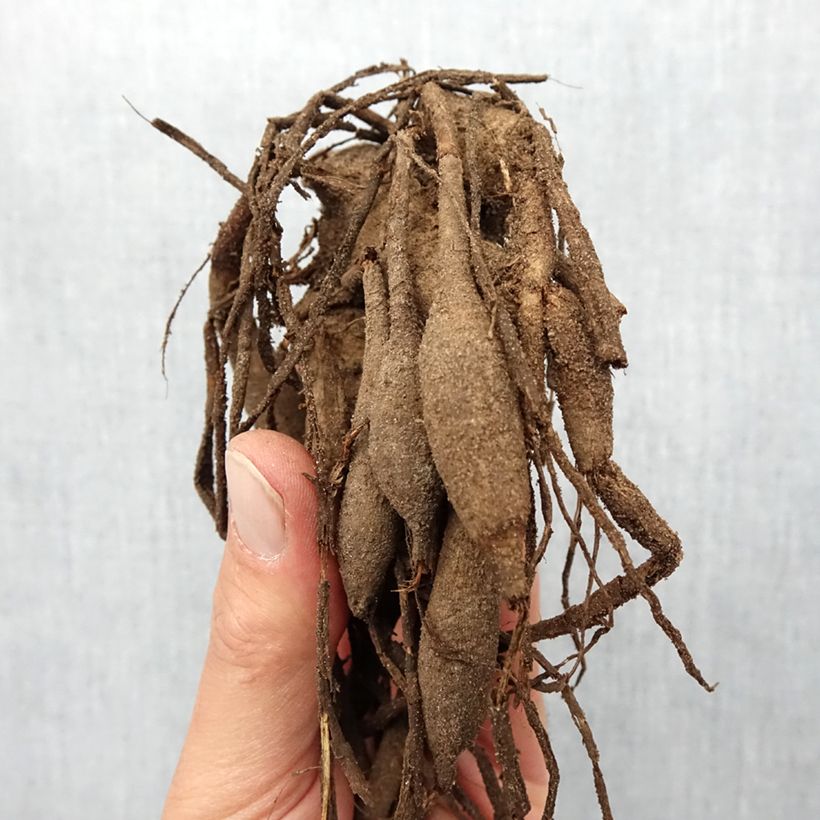 Example of Dahlia semi-cactus Rip City Bulbe calibre I as you get in printemps