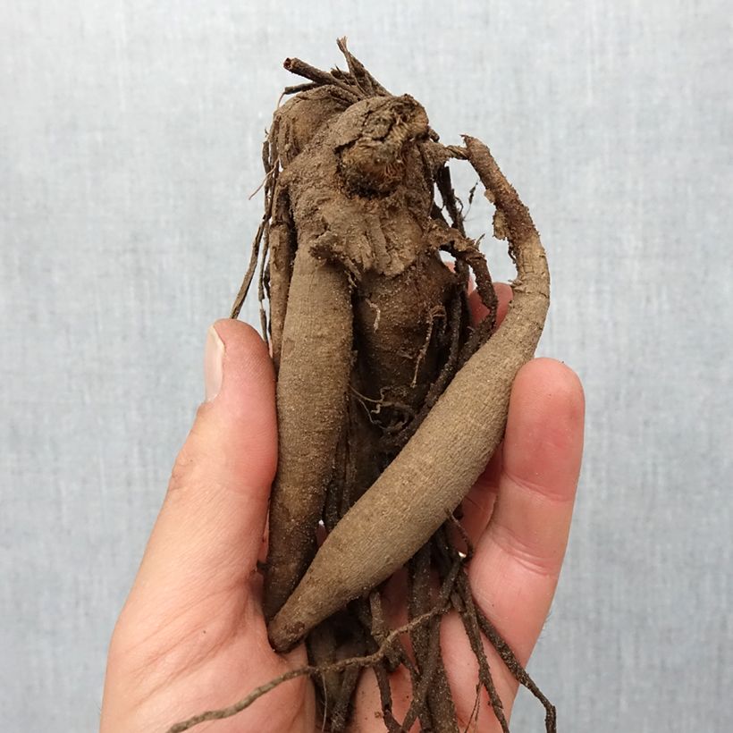 Example of Dahlia semi-cactus Vulcan Bulbe calibre I as you get in printemps