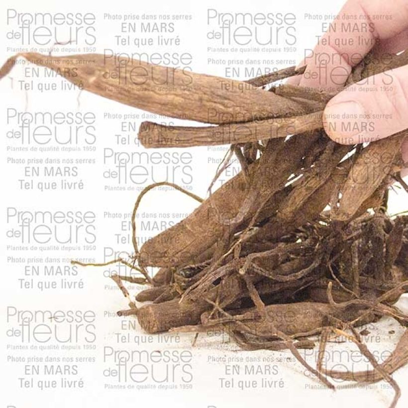 Example of Dahlia Balle Wizard Of Oz Bulbe calibre I as you get