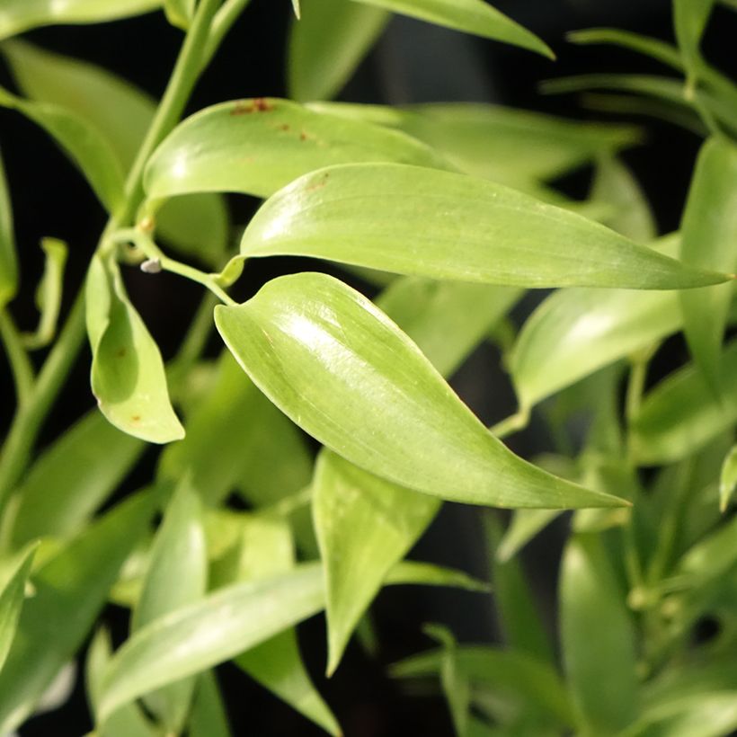 Danae racemosa - Laurier d'Alexandrie (Foliage)