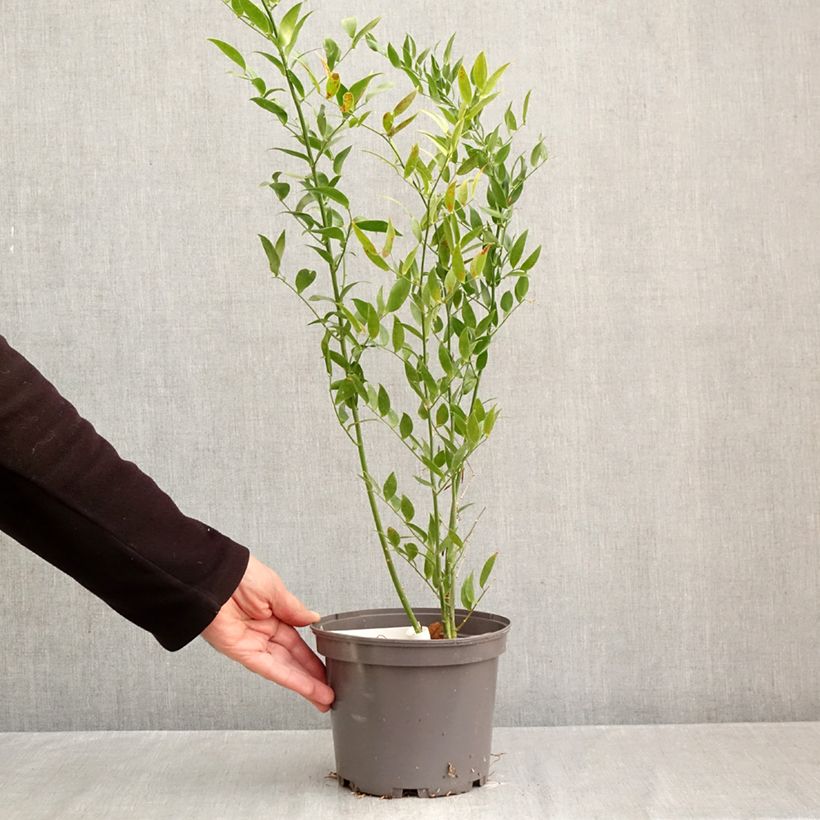 Spécimen de Danae racemosa - Laurier d'Alexandrie Pot de 3L/4L tel que livré en automne