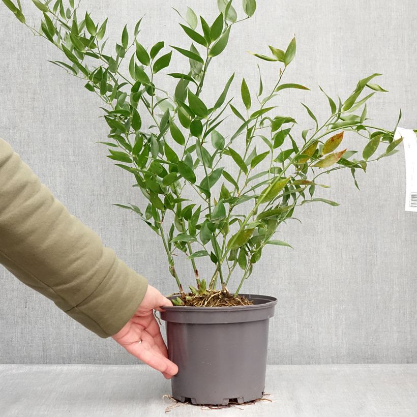 Example of Danae racemosa - Laurier d'Alexandrie Pot de 3L/4L as you get in hiver